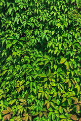 leaves of creeping plants close up photo