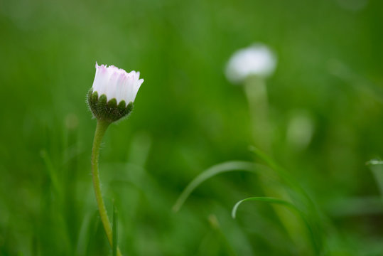 close up of dasy on spring in a green meadow