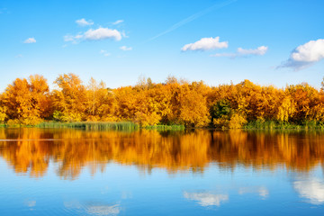 Autumn landscape, yellow leaves trees on river bank on blue sky and white clouds background on sunny day, mirror reflection in water, golden foliage trees, fall season beautiful nature, copy space