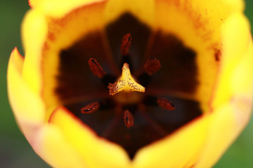 yellow tulip macro inside