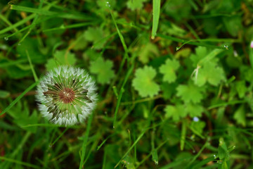 dandelions in a green meadow