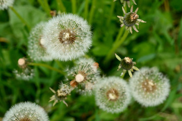 dandelions in a green meadow