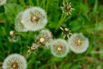 dandelions in a green meadow