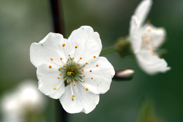 Obraz premium cherry bloom closeup