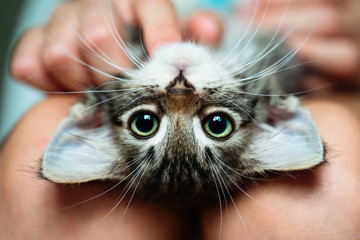 Cute little kitten lying upside-down in its owner's lap enjoying. Close up - obrazy, fototapety, plakaty