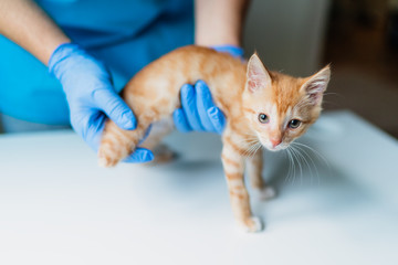Doctor veterinarian holding in her arms kitten with three legs at vet clinic. Prosthetics leg