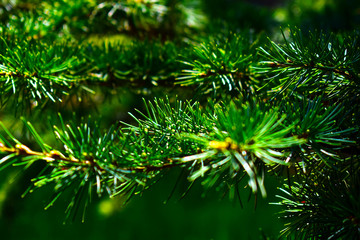 Fototapeta na wymiar green pine branch of a christmas tree