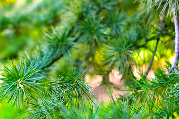 green pine branch of a christmas tree