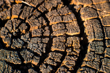 long been felled, the stump quite dry.unique pattern created by nature - sun and water