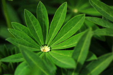 green leaves of lupine with drops of water