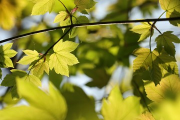 Sycamore maple leaves in the forest on a sunny spring morning
