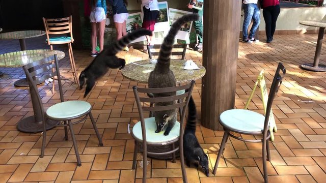 Hungry Coatis eating food in Brazil