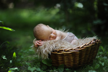 Newborn baby in basket among green leaves