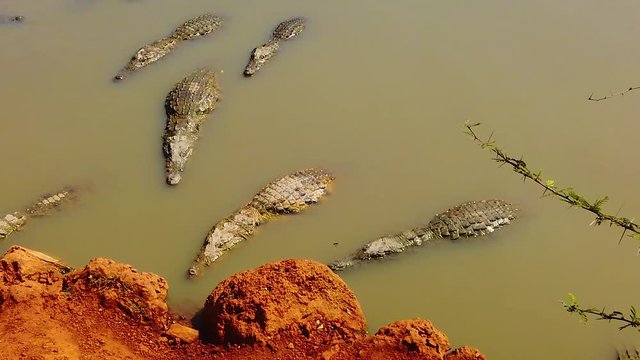 HD slow motion video of Nile crocodiles (crocodylus niloticus) in the river -Bandia National Park in Senegal, Africa. It's a group of crocodiles. Crocodiles swim in the water.