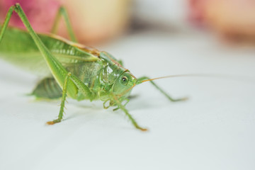 Locust or grasshopper on a white table close-up on a blurred background. live green harmful insect in macro. katydid. copy space