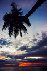 Fototapeta na wymiar silhouette palm tree on the beach during cloudy sunset at Havelock Island, Andaman and Nicobar Islands