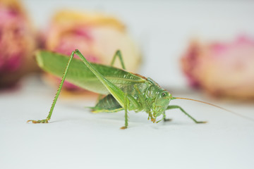 Locust or grasshopper on a white table close-up on a blurred background. live green harmful insect in macro. katydid. copy space
