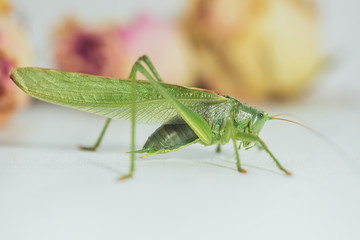 Locust or grasshopper on a white table close-up on a blurred background. live green harmful insect in macro. katydid. copy space
