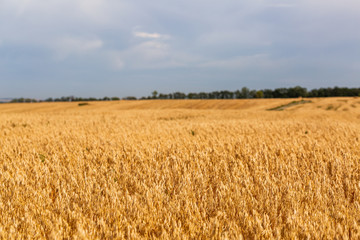 Landscape with ripe oats field and cloudy sky