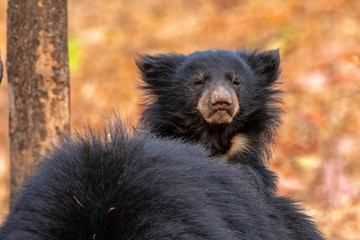 Sloth bear cub riding on mothers back