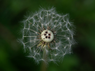 dmuchawce © Henryk Olszewski