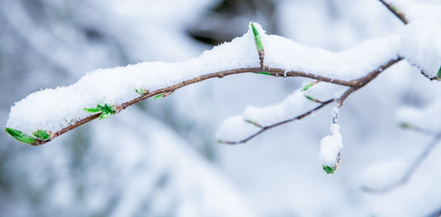 spring green buds of trees covered with ice and snow