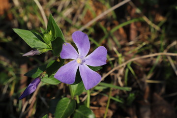 春に咲く青紫色の花