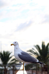 seagull sitting on railing with palm trees in the background