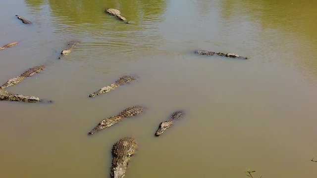 HD slow motion video of Nile crocodiles (crocodylus niloticus) in the river -Bandia National Park in Senegal, Africa. It's a group of crocodiles. Crocodiles swim in the water.