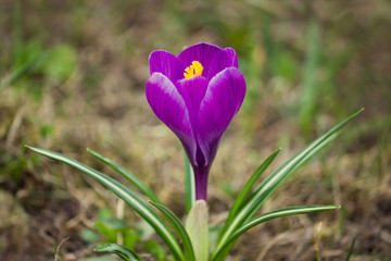 one violet crocus is a genus of flowering plants in the iris family in spring.