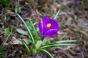 Fototapeta premium one violet crocus is a genus of flowering plants in the iris family in spring.