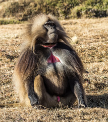 Gelada Baboon - Theropithecus Gelada. Simien Mountains in Ethiopia