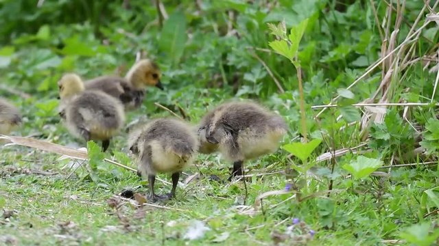Goslings are eating the bird seeds and the grass.