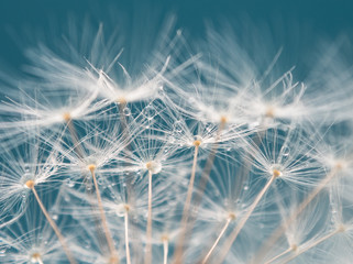 Pusteblume