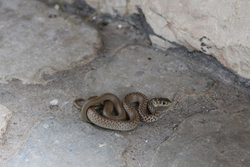 Young Aesculapian snake