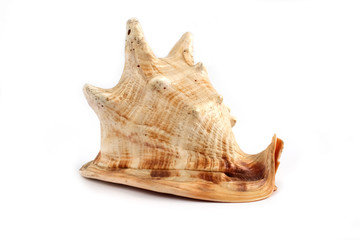 Big shell on white background