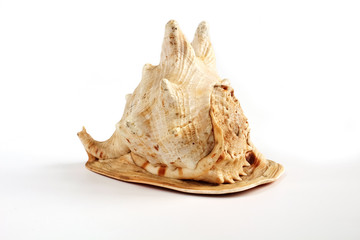 Big shell on a white background