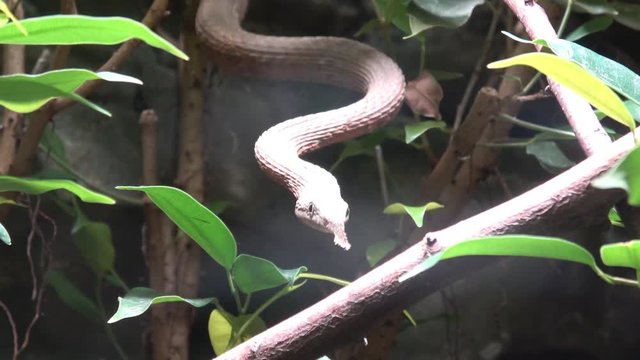 Langaha madagascariensis Langaha madagascariensis
