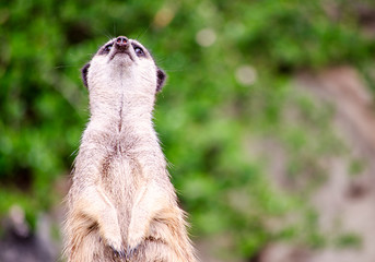 Meerkat Looking Up