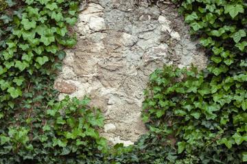 Grunge rustic concrete wall with green ivy climbing on it as a frame