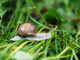 Schnecke kriechend auf grünem Gras. Weinbergschnecke im Garten.