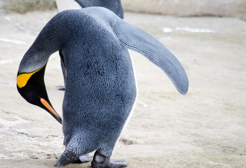 Emperor Penguin Scratching Itself