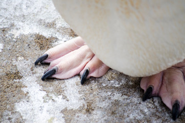 Close Up of a Penguins Foot