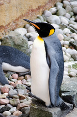 Emperor Penguin on Rocks