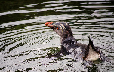 Rockhopper Penguin Swimming