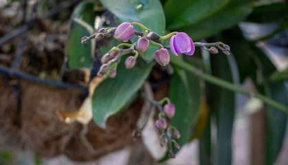 Tropical garden