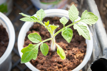 Young seedlings sprouted in a glass in early spring
