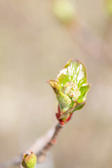 In early spring, the green leaves on the trees bloom from ripe buds