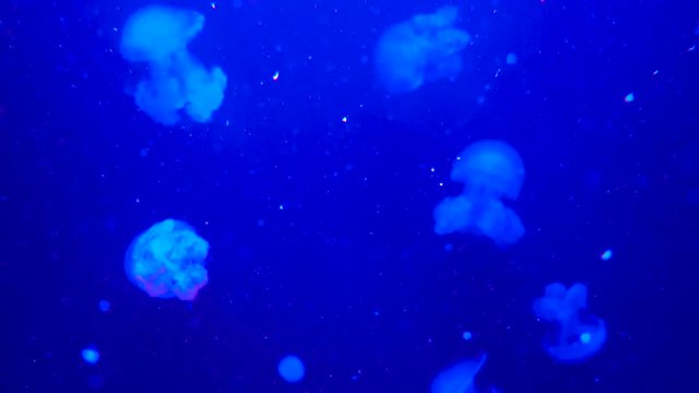 Marble Jellyfish Lychnorhiza Lucerna