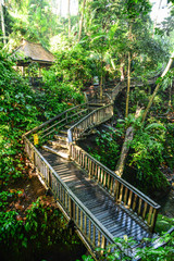 Obraz na płótnie Canvas Monkey Forest Bali, Indonesia